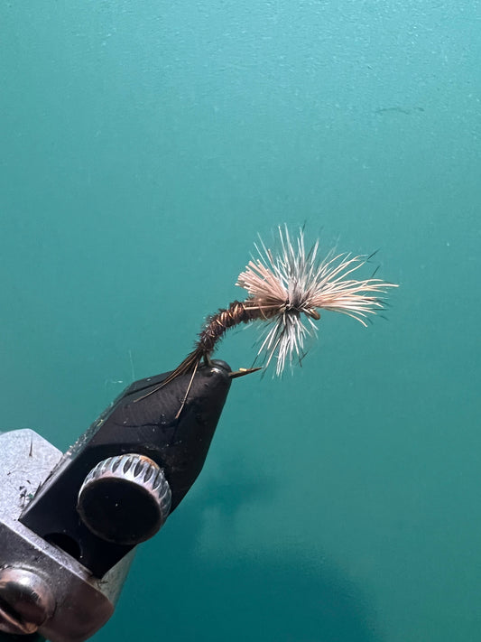 Callibaetis Challenged