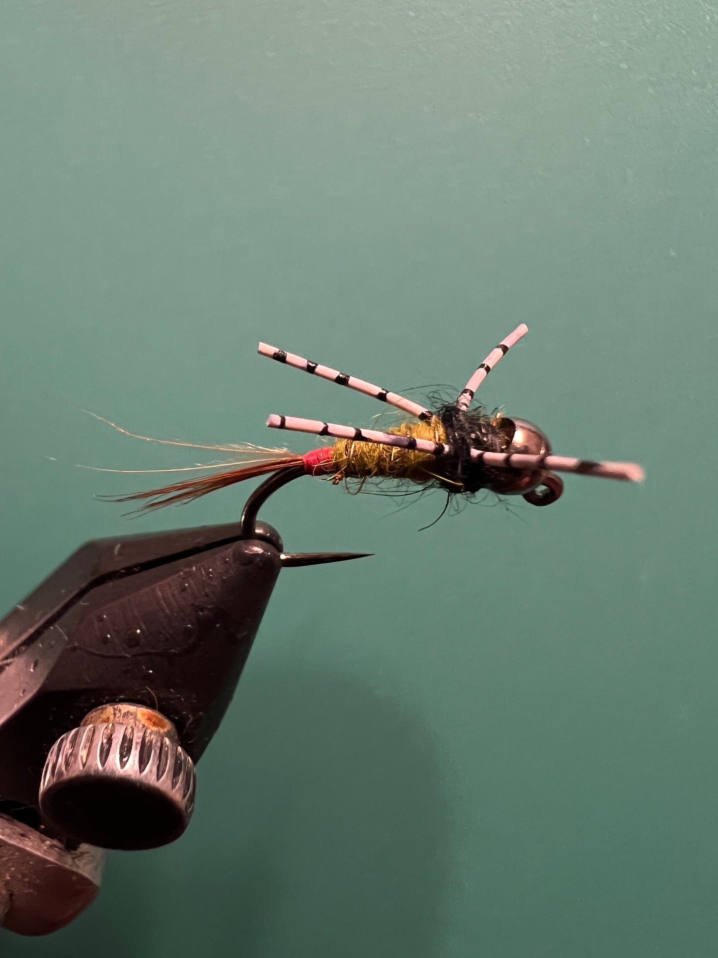 Red Tipped Hares Ear Silly Leg