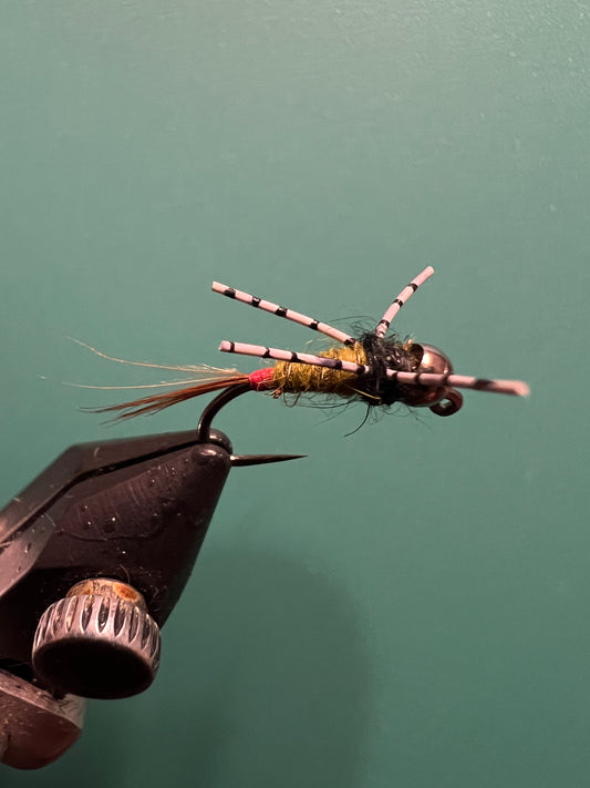 Red Tipped Hares Ear Silly Leg