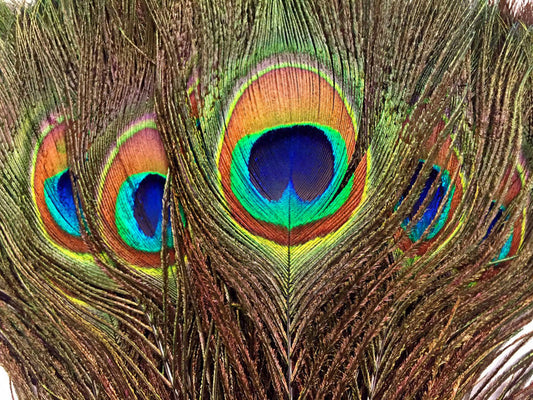 Peacock Eye